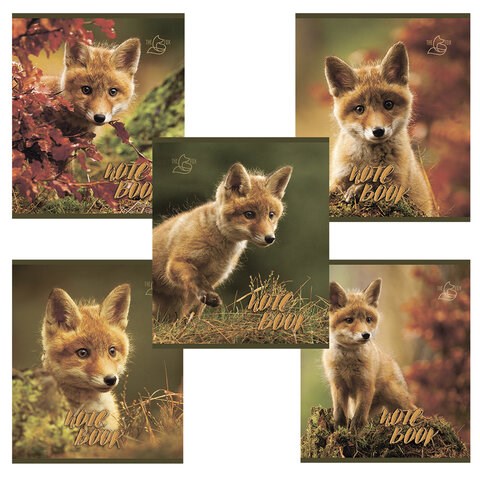Тетрадь А5, 48 л., ПЗБМ, скоба, клетка, конгрев, глянцевый лак, "Хитрый лис" (5 видов), 028061 404206