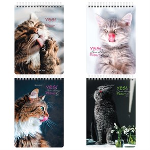 {{photo.Alt || photo.Description || 'Блокнот А5 (146х206 мм), 80 л., гребень, картон, клетка, BRAUBERG, &quot;Довольные коты&quot;, 114374'}}