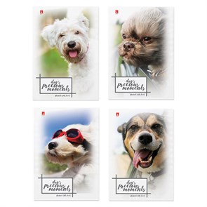 {{photo.Alt || photo.Description || 'Блокнот МАЛЫЙ ФОРМАТ А7, 40 л., скоба, ламинированный картон, клетка, Альт, &quot;Щеночки&quot; (4 вида), 3-40-107'}}