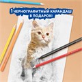 Карандаши цветные BRAUBERG PREMIUM 12 цветов + 1 чернографитный карандаш, трехгранные, грифель 3 мм, 181936 181936